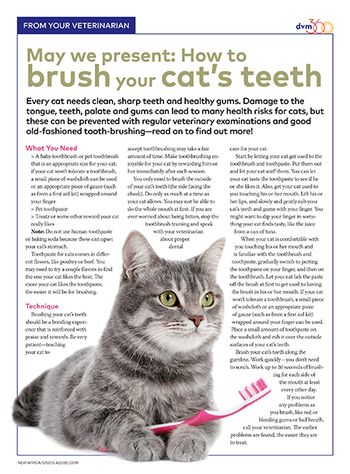 dvm360handout-brush-cat-teeth-450.jpg