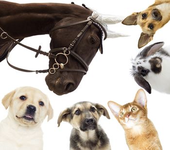 veterinary-puppy-and-kitten-and-horse-and-rat-shutterstock-462005080-body.jpg