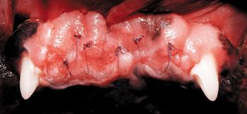 veterinary_bellows_0113_7f-800556-1384154978864.jpg