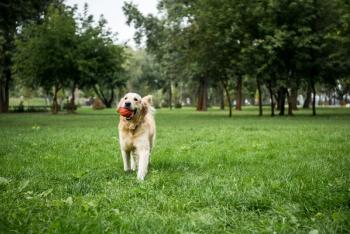 Dog playing in a park