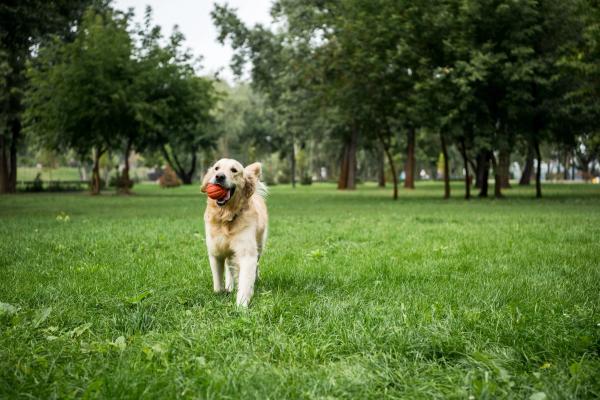 Dog playing in a park