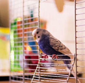 bird-220.jpg