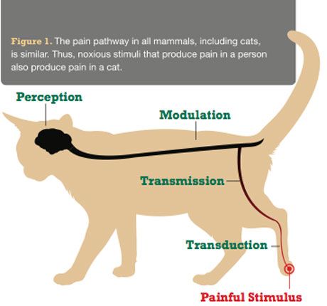 Spotlight On Acute Pain In Cats Improving Your Assessment Treatment And Prevention Of Pain In Feline Patients Sponsored By Abbott Animal Health