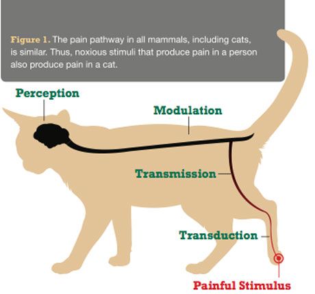 Spotlight on acute pain in cats: Improving your assessment, treatment ...