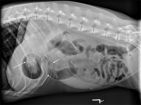 5 imaging gems for veterinarians: How digital radiography can make your ...