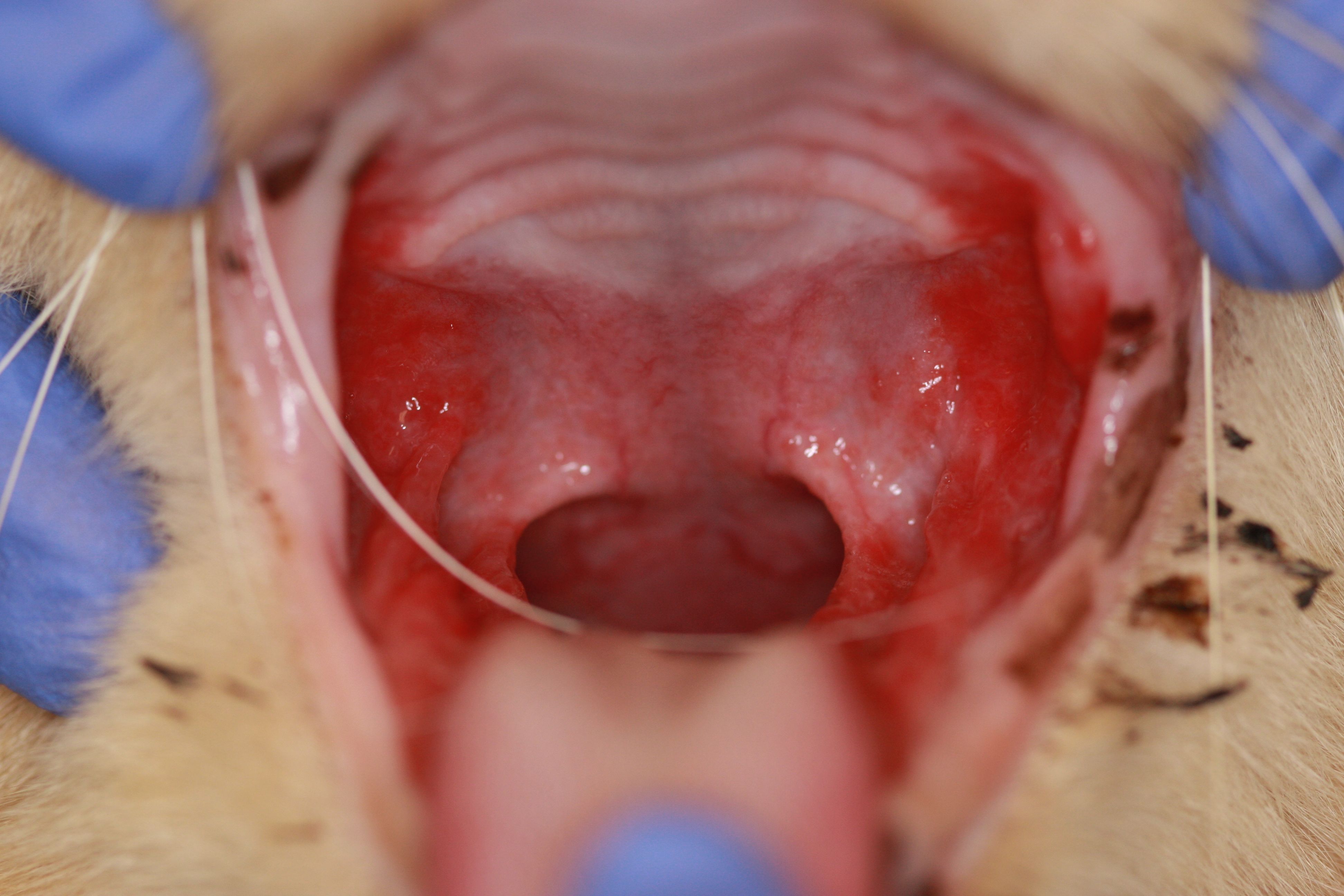 Cat with gingivostomatitis
