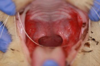 Cat with gingivostomatitis