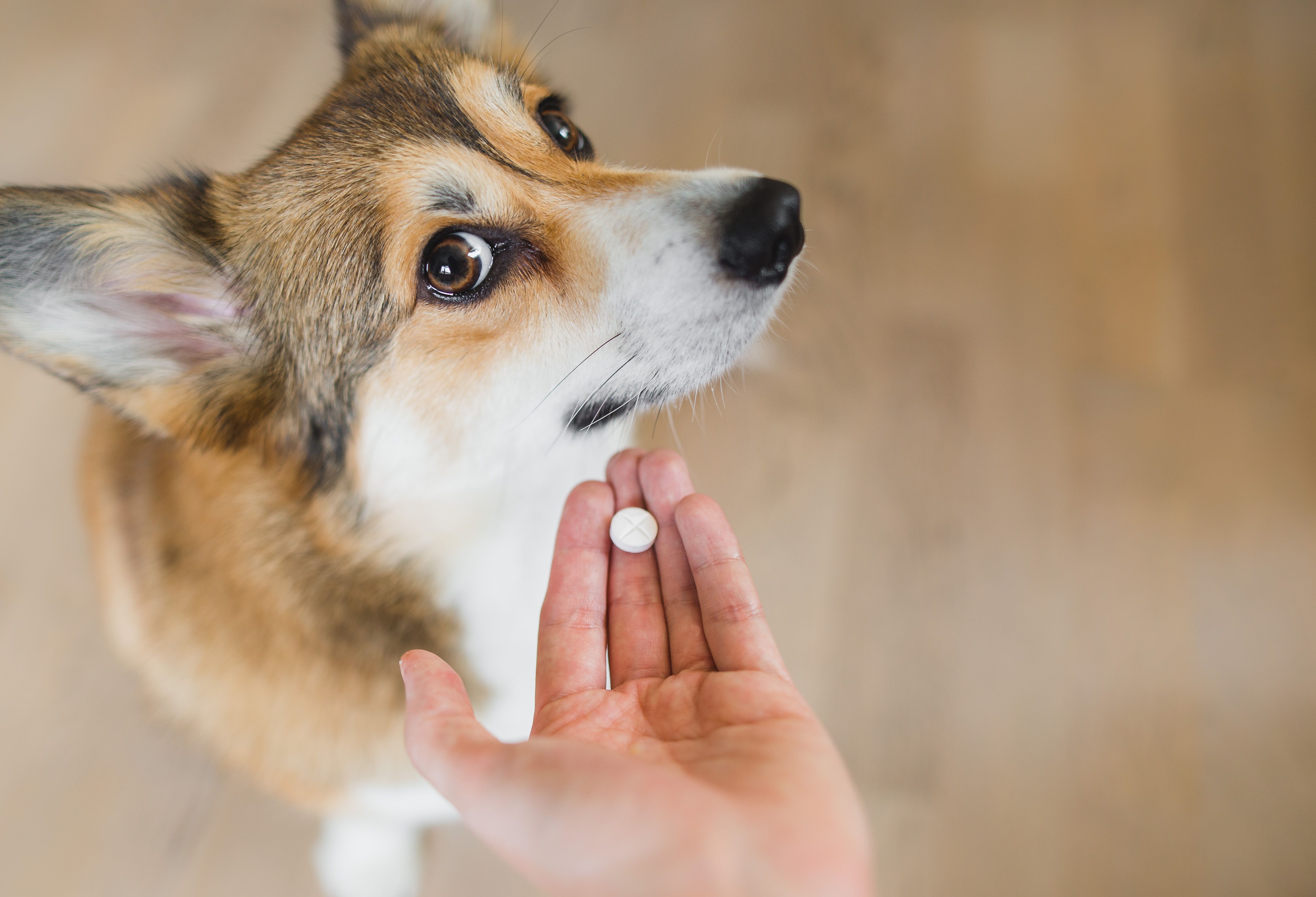 Giving a dog medicine can be tricky Tips for clients to make the