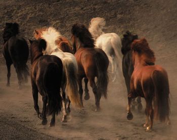 wild_horses_web-825728-1404217709648.jpg
