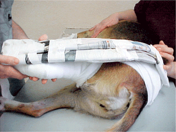 veterinary_crowe_2-608367-1384505770890.gif