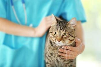 FelineVMA launches free resource center to help practices ease feline visit stress