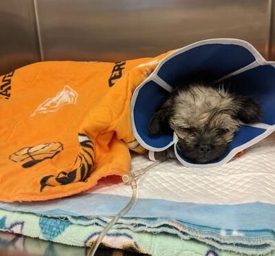 <![CDATA[Clinic center: Oregon State University opens veterinary teaching hospital ER, and more]]>