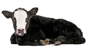 Veterinary_300px_182679717.jpg