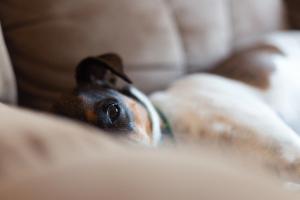 Dog not feeling well laying down