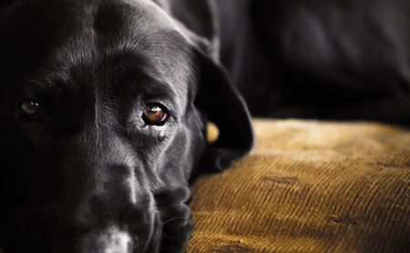 veterinary_dog_pain_management-157687328_450.jpg