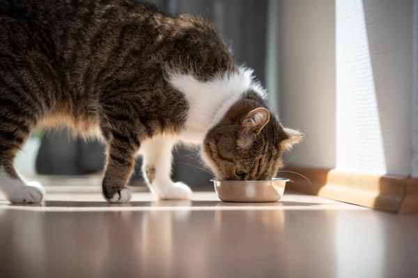 The role of diet in feline diabetes mellitus 