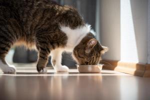 The role of diet in feline diabetes mellitus