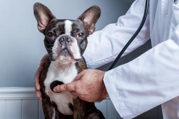 Heart exam in a Boston terrier