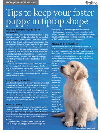 foster-puppy-handout-450.jpg