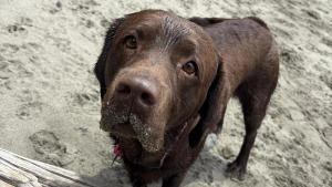 Labrador undergoes chemotherapy for mammary carcinoma
