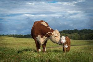 Cow and calf