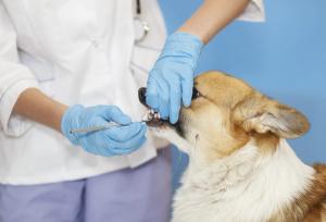 4 Nontraditional dental practices