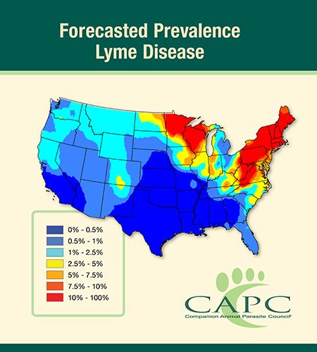 Capc Predicts Higher Heartworm Risk Continued Spread Of Lyme Disease In 2019 Dvm360 Capc Predicts Higher Heartworm Risk Continued Spread Of Lyme Disease In 2019 Dvm360