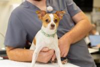 Rare tumor surgery helps dog walk again