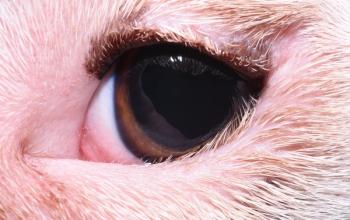 Eye image quiz