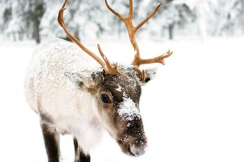 veterinary-cute-baby-reindeer-457553776_450.jpg