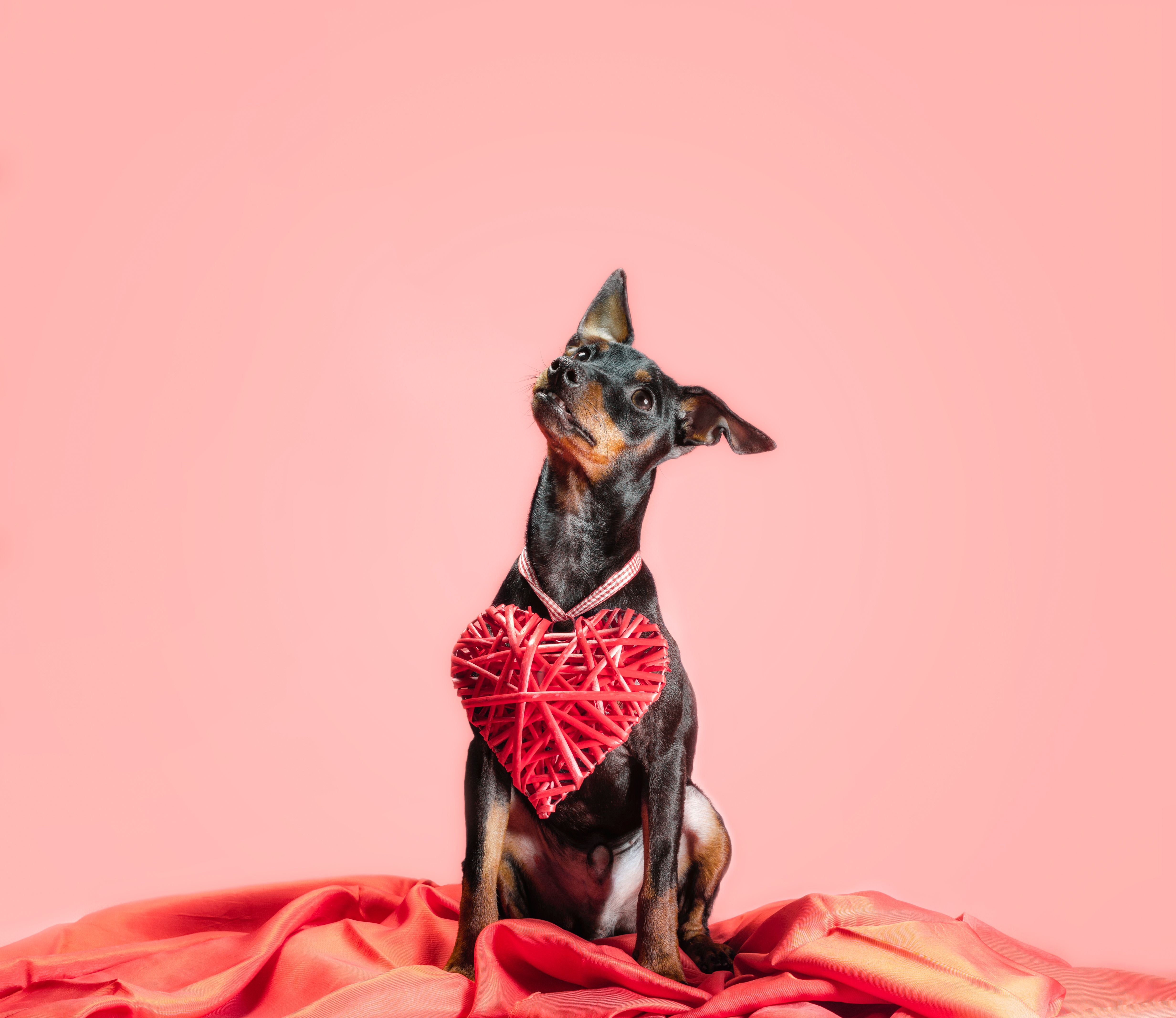 doberman with heart