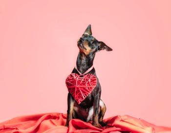doberman with heart