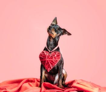 doberman with heart