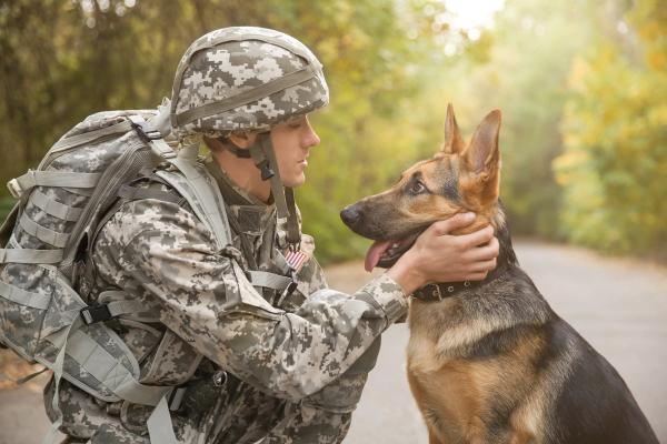 Military working dog
