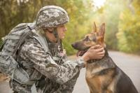 Military working dog
