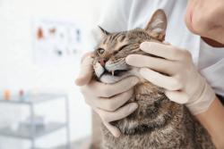 UC Davis veterinary hospital debuts Stomatitis Clinic