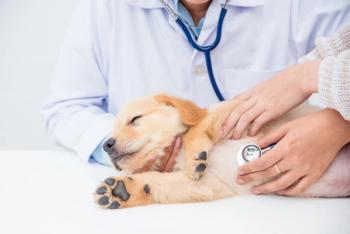 veterinary physical exam