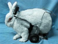 Diagnosing and treating common neurologic diseases in rabbits