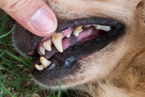 The danger of nonanesthetic dentals