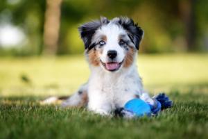 3 steps + 5 years = 25-year-old pets