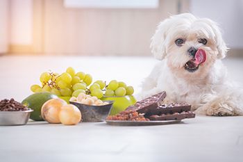 veterinary-little-dog-toxic-food-AdobeStock_195157714-body.jpg