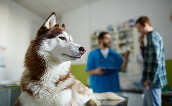veterinary-dog-client-backorder-bummer-AdobeStock_154201676-450.jpg