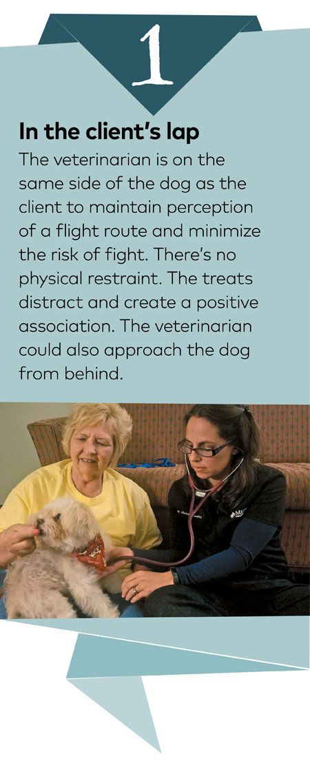 veterinary-enrichment-steps-450pxscroll-image1PS.jpg