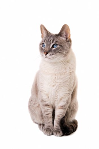 veterinary_Cat 172226079_220px.jpg