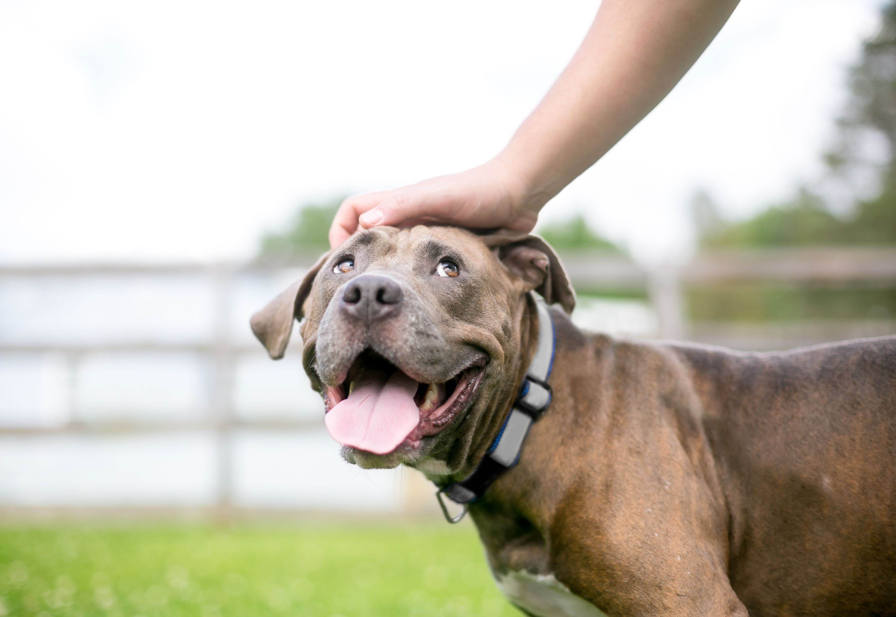 Kennel Club of Philadelphia awards $400,000 to dog-related organizations