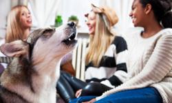 Pet Acoustics opens contest submissions for singing canines 
