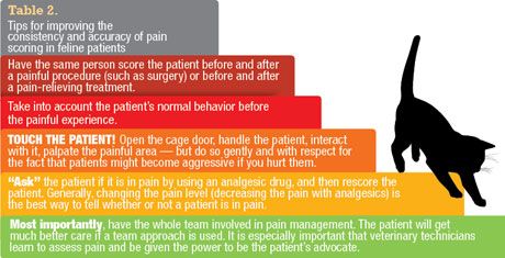 Spotlight on acute pain in cats: Improving your assessment, treatment ...