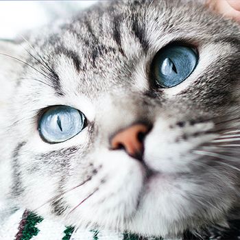 cat with owner