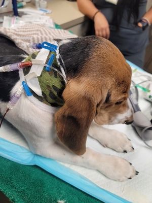 Central venous catheter placement and maintenance