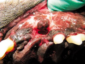 veterinary_fig-2A-796930-1384156439030.jpg